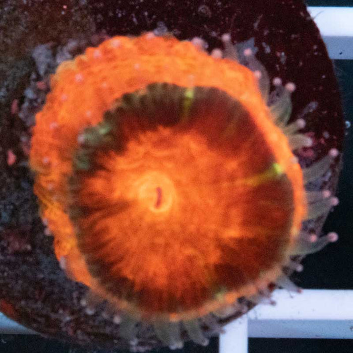 Aussie Acan