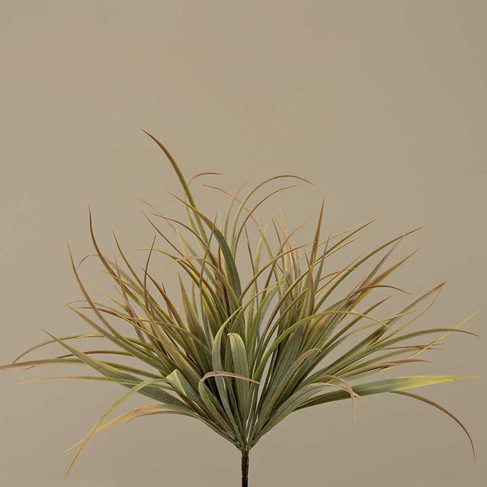 Grass Bush