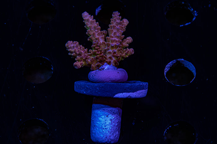 MotorCityCorals, Cherry Blast ,Acropora