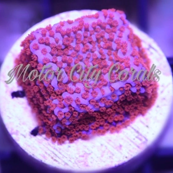 Superman Montipora