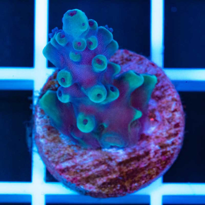 Vivid Oregon Tort