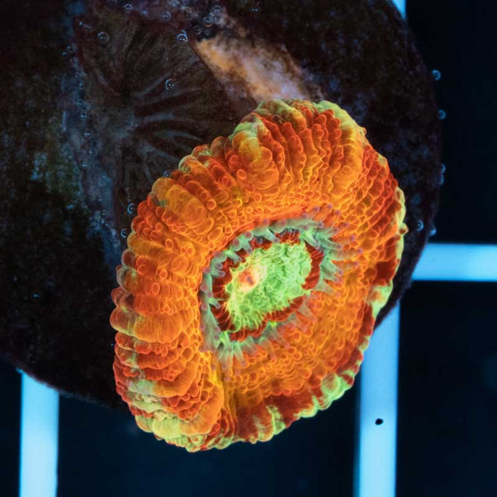 Aussie Acan