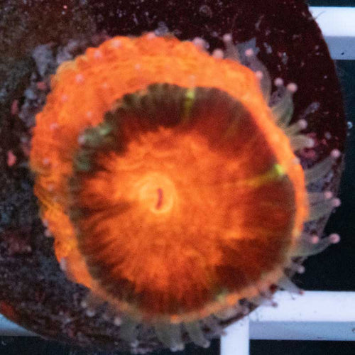 Aussie Acan