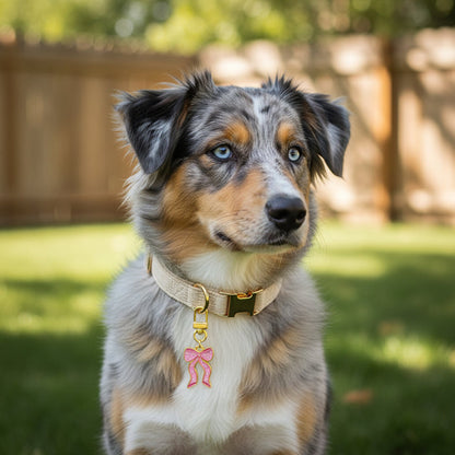A blue-eyed Australian Shepherd with a merle coat sits on green grass, wearing The Darling Effect’s Bow Pink Pawfect Collar Charm, in a fenced backyard with sunlight and blurred trees in the background.