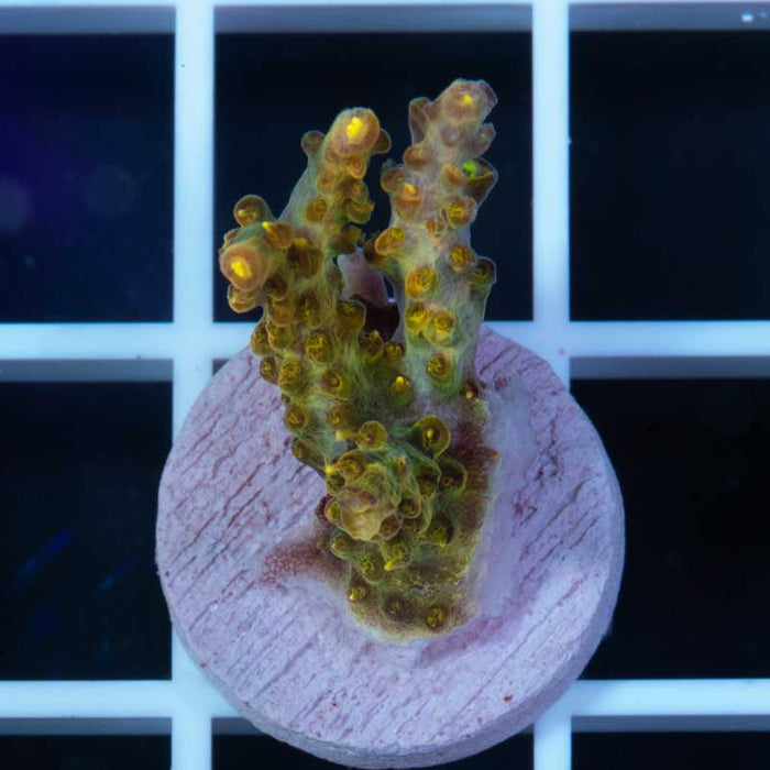 CC Vodoo Magic