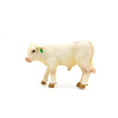 Charolais Calf