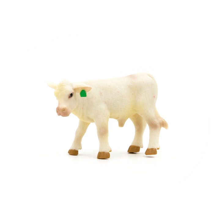 Charolais Calf