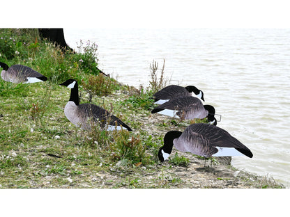 Dakota X-Treme Canada Goose Silhouette Decoys 12-Pack Flocked Head Tail