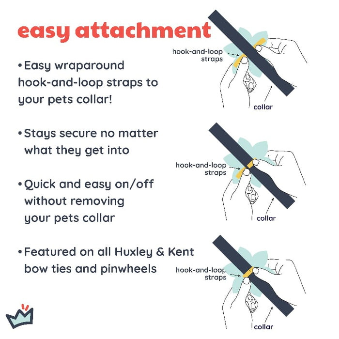 Huxley & Kent Bow Tie Pupkin Spice Latte Pinwheel Pet Collar Attachment - 2 Sizes