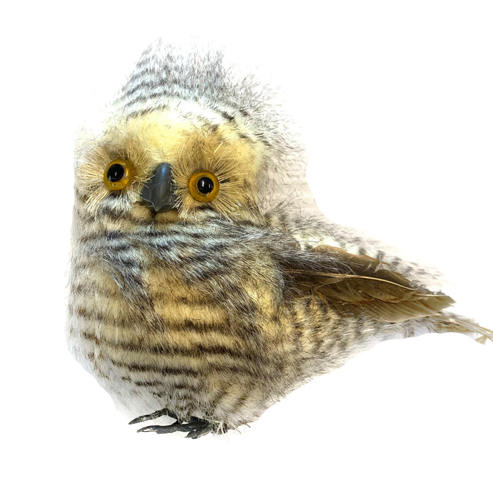 Feather Owlet