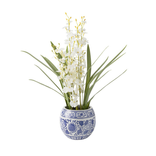 Folia Orchid in Ceramic Pot