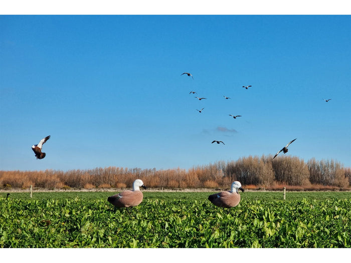 Game On Paradise Duck Full Body Flocked Decoys 6 Pack | 20 Inch