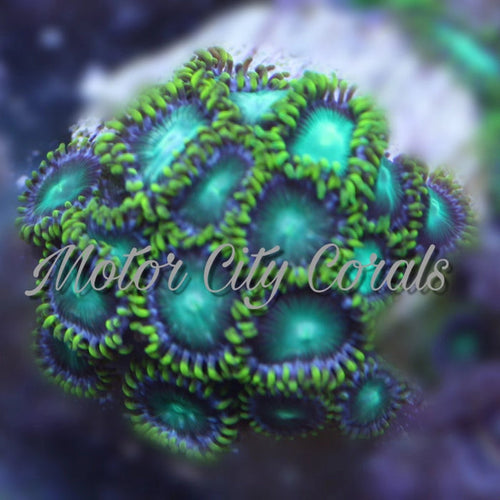 Green Goblin Zoanthid