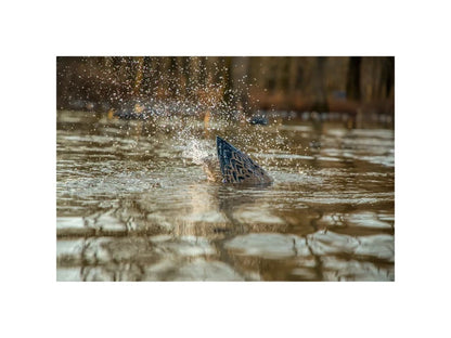 Higdon Pro Pulsator Mallard Hen Motion Decoy