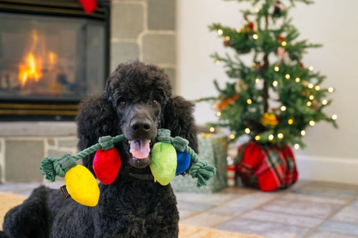Play Pet Brands dog toys Home for the Holidays Twinkly Tugger Christmas Lights Plush Squeak Dog Toy