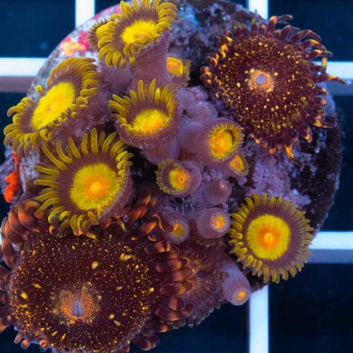 Hybrid paly