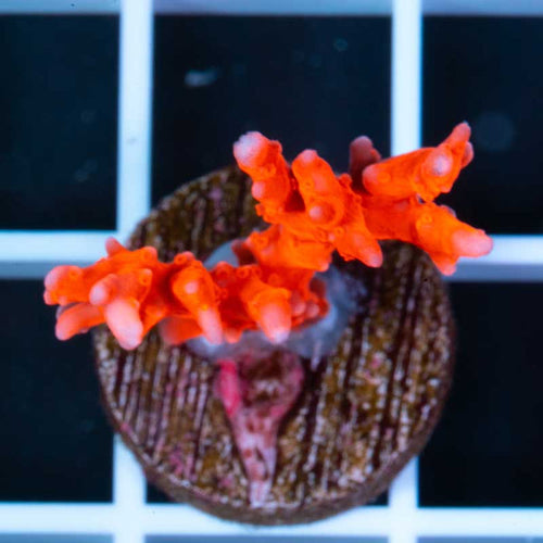 JF Red TNT Anacropora