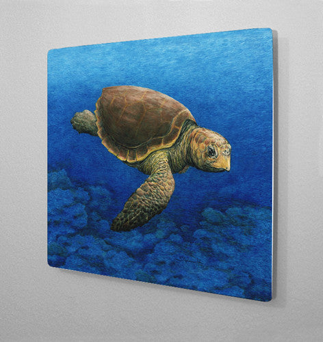 Loggerhead Turtle Aluminum Wall Art