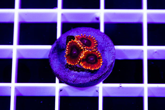 MCC, Ultra Zoanthid.