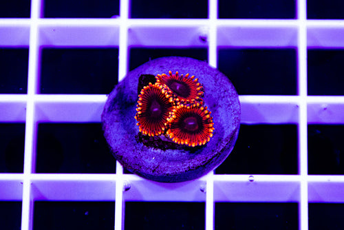 MCC, Ultra Zoanthid.