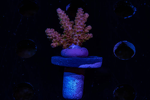 MotorCityCorals, Cherry Blast ,Acropora