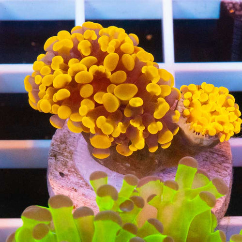 Orange Frogspawn