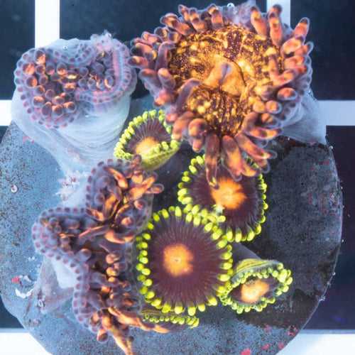 Pandora Paly