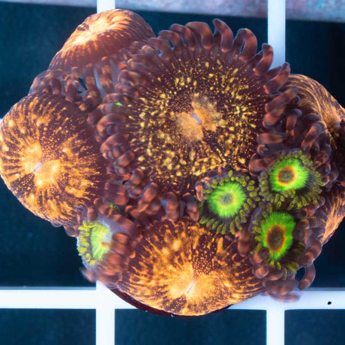 Pandora Paly