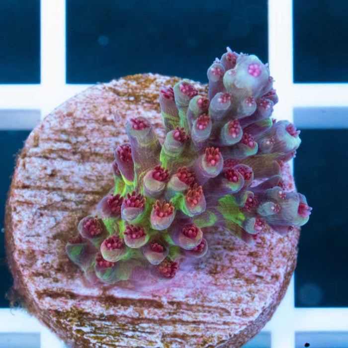 Sanjay Grape Concord (Grafted)