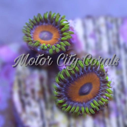 Tangerine's, Zoanthid