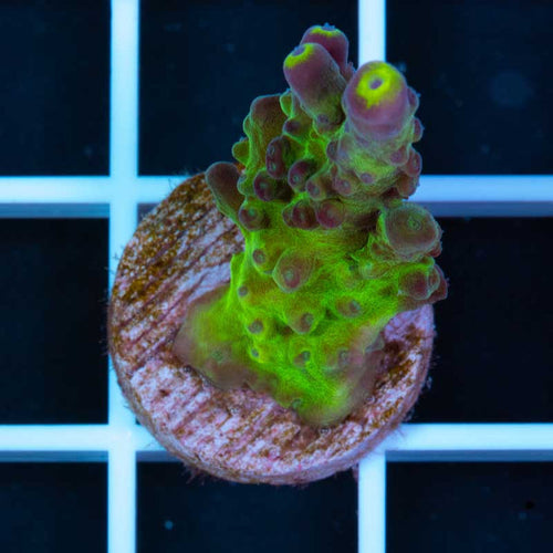 WWC Yellow Tip